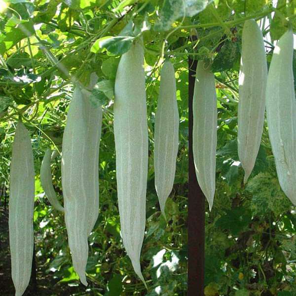 Snake Gourd Chichinda Vegetable Seeds